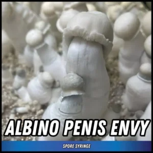 Albino Penis Envy Spore Syringe (P. Cubensis)