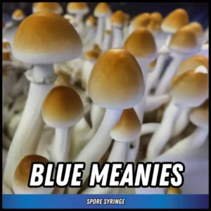Blue Meanies Spore Syringe (P. Natalensis)