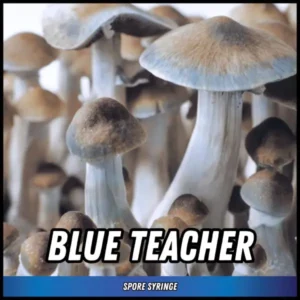 Blue Teacher Spore Syringe (P. Cubensis)
