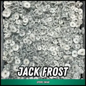 Jack Frost Spore Swab (P. cubensis)