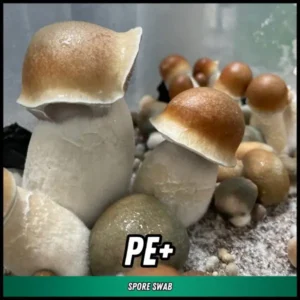 PE+ Spore Swab (P. cubensis)