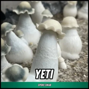 Yeti Spore Swab (P. cubensis)