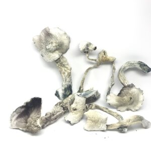 Goliaths Magic Mushrooms